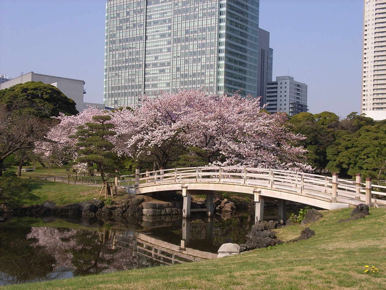 「浜離宮公園　　2017年4月の桜」の画像検索結果