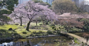 Koishikawa Korakuen: Cherry blossom & hanami 2016 (article by amuzen) jp