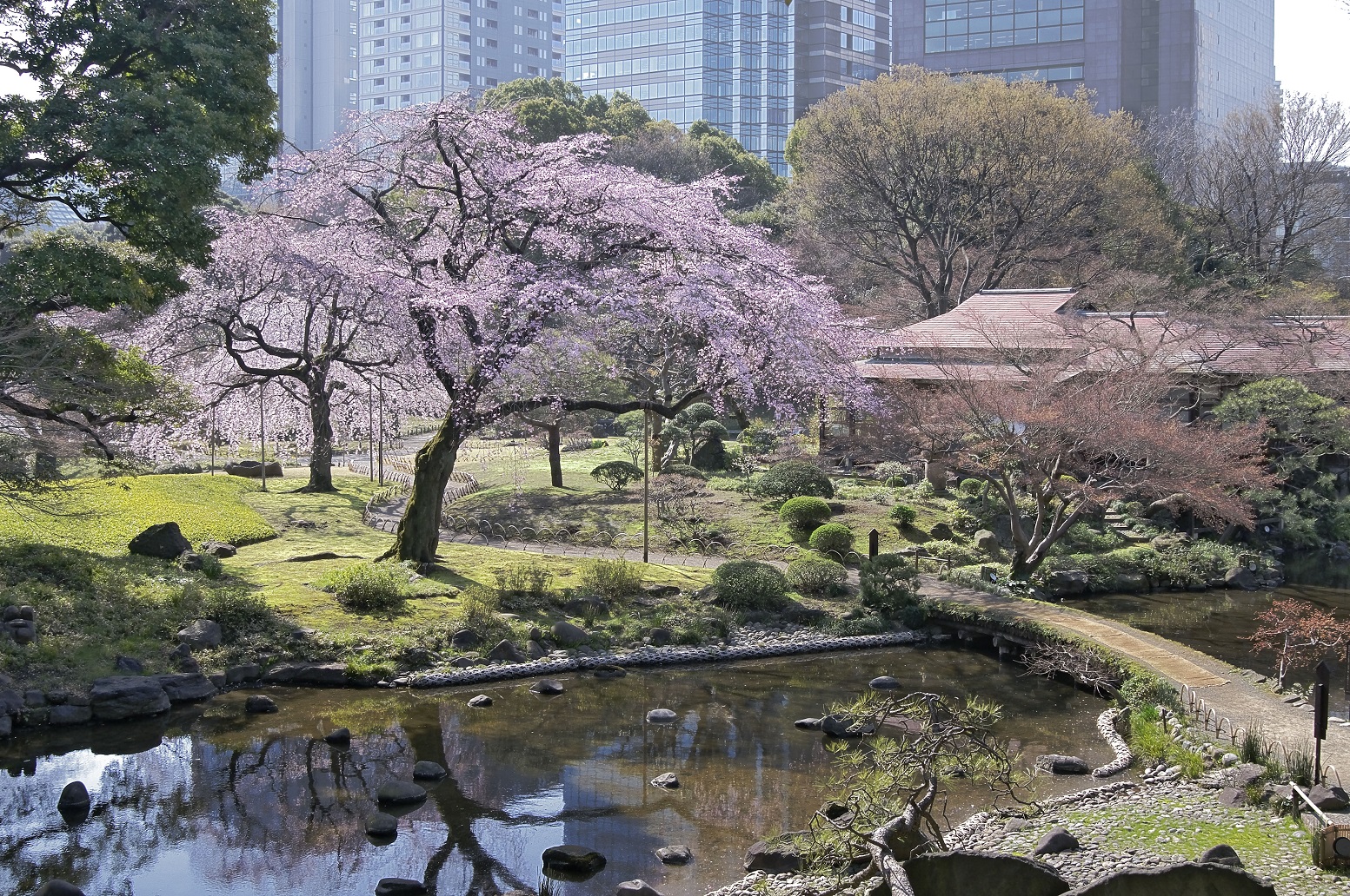 Koishikawa Korakuen: Cherry blossom & hanami 2016 (article by amuzen) jp
