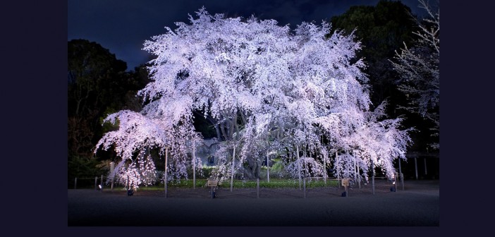 Rikugien - Cherry blossom & hanami 2016 (article by amuzen)