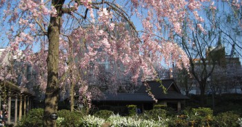 Cherry blossoms: Hinokicho Park & Tokyo Midtown (article by amuzen)