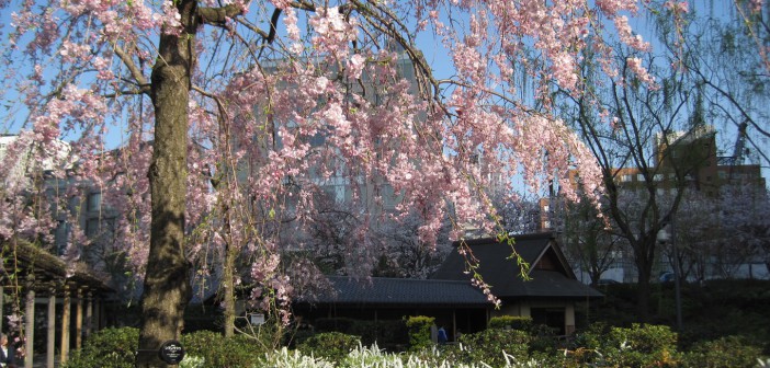Cherry blossoms: Hinokicho Park & Tokyo Midtown (article by amuzen)