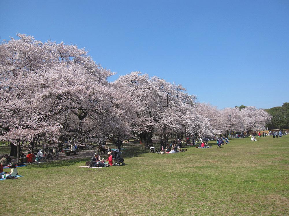 桜の名所 小金井公園の花見 あみゅーぜん Amuzen
