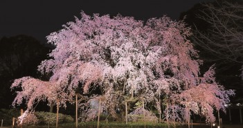 しだれ桜と大名庭園のライトアップ 2020