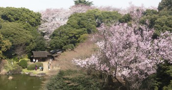 博物館でお花見を 2017　東京国立博物館 (amuzen article)