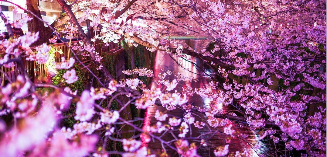 目黒川の花見2017　桜 ライトアップ（amuzen article）