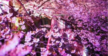 目黒川の花見2017　桜 ライトアップ（amuzen article）