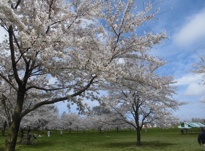 amuzen「千本桜が咲く、舎人公園の花見2018」