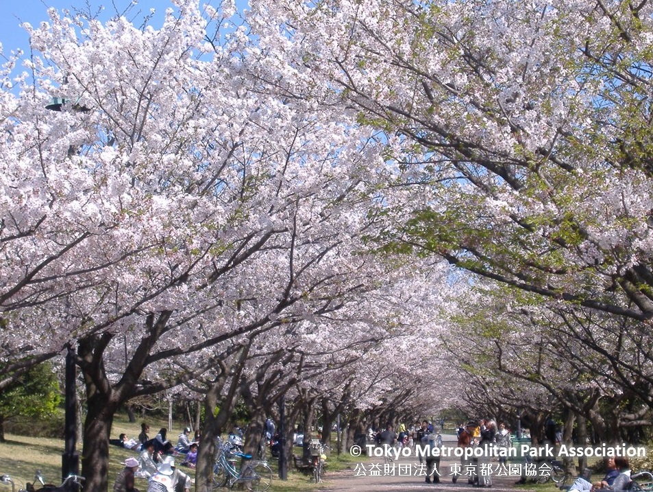 海と空を望む 葛西臨海公園での花見18 あみゅーぜん Amuzen