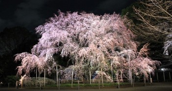 しだれ桜と大名庭園のライトアップ 2019