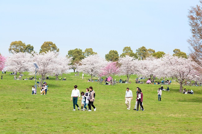 千本桜が咲く 舎人公園の花見19 あみゅーぜん Amuzen