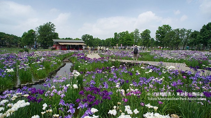 水元公園 葛飾菖蒲まつり19 あみゅーぜん Amuzen