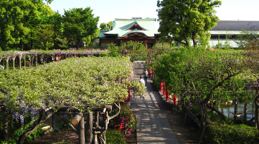 亀戸天神社 藤まつり 19 あみゅーぜん Amuzen