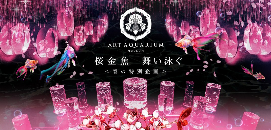 桜金魚 舞い泳ぐ　アートアクアリウム美術館