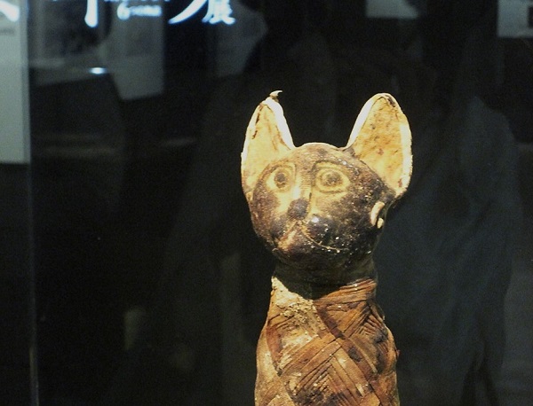 展示風景 猫のミイラ Installation view Mummy of a cat 
