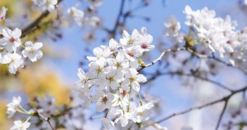 東京ミッドタウンの桜と春時間 ｜ あみゅーぜん