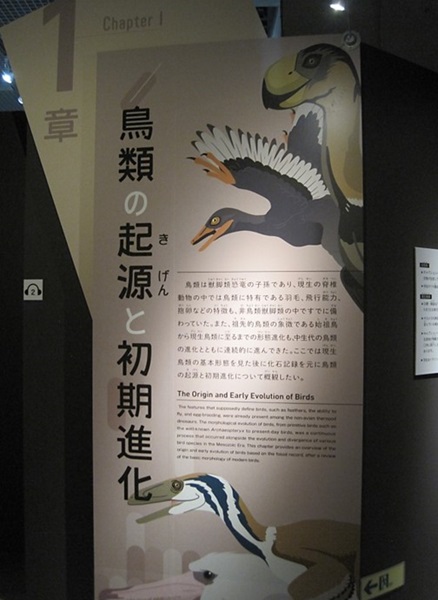 特別展「鳥」（国立科学博物館） レポート｜あみゅーぜん