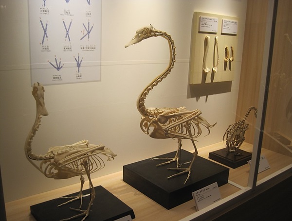 特別展「鳥」（国立科学博物館） レポート｜あみゅーぜん