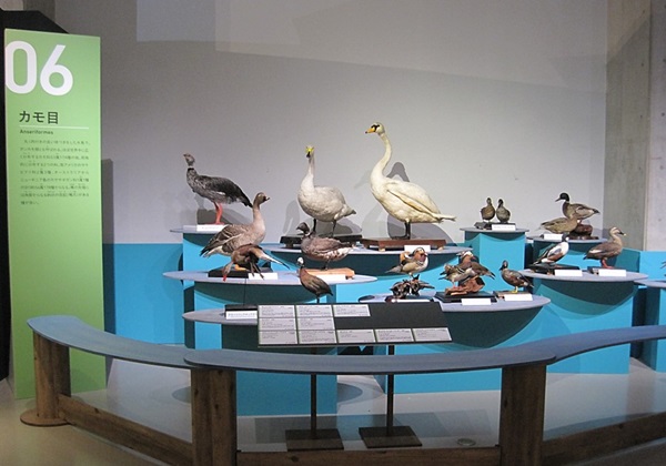 特別展「鳥」（国立科学博物館） レポート｜あみゅーぜん