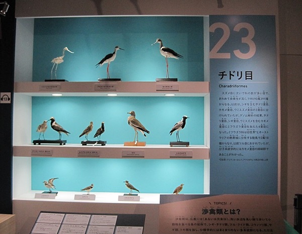 特別展「鳥」（国立科学博物館） レポート｜あみゅーぜん